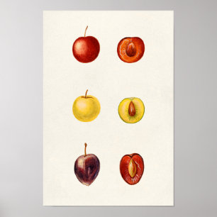Poster Cerise Plum (Prunus Cerasifera var. Divaricata)