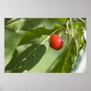 Poster cerise rouge
