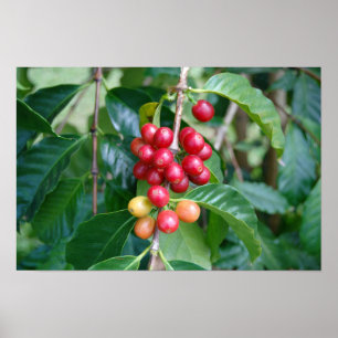 Poster Cerises de café Kona en maturation, Hawaï