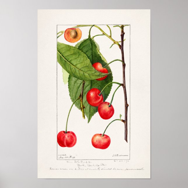 Poster Cerises (Prunus Avium) Aquarelle de fruits Peintur (Devant)
