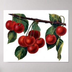 Poster Cerises rouges