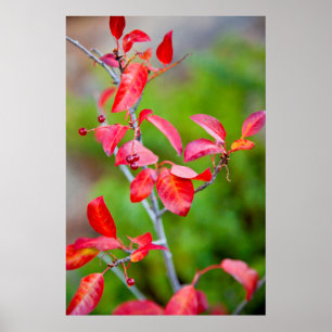 Poster Cerisier de Virginie (Prunus Virginiana) en automn