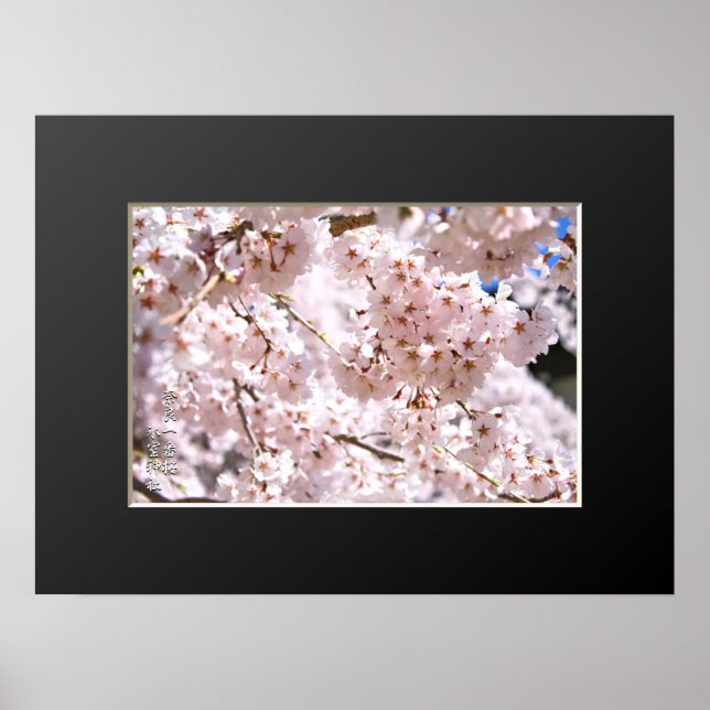 Poster Cerisier en pleurs ("Nara Ichiban-Zakura") (Devant)