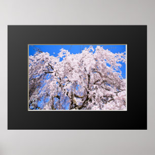 Poster Cerisier en pleurs ("Nara Ichiban-Zakura")
