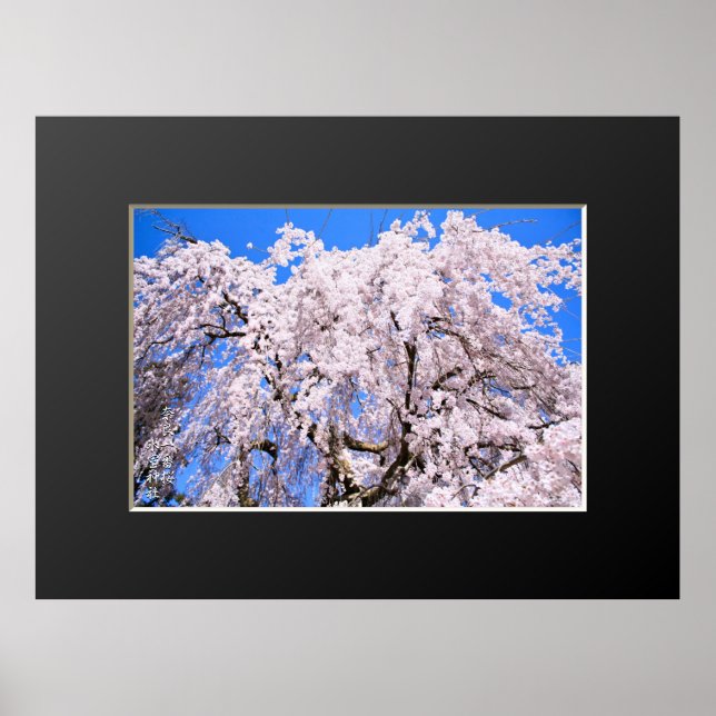 Poster Cerisier en pleurs ("Nara Ichiban-Zakura") (Devant)