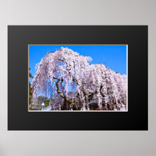 Poster Cerisier en pleurs ("Nara Ichiban-Zakura")