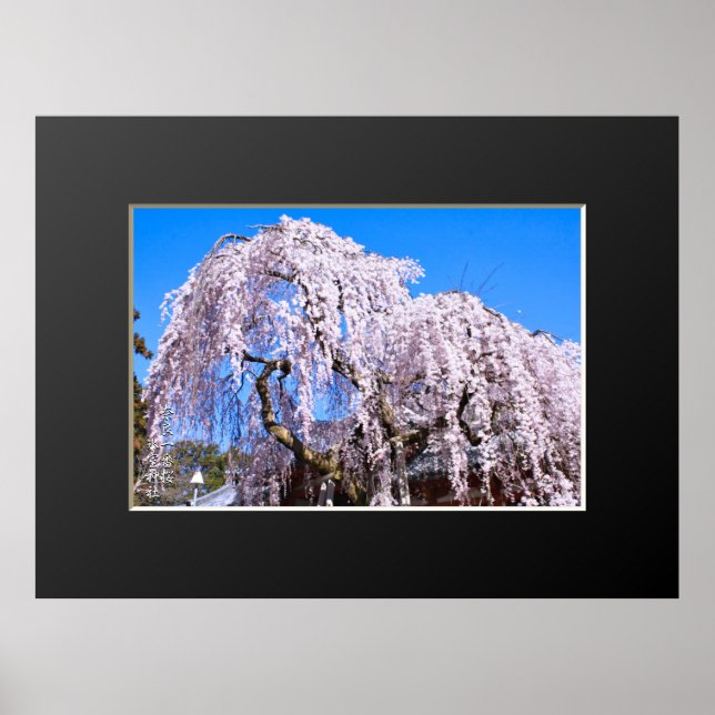 Poster Cerisier en pleurs ("Nara Ichiban-Zakura") (Devant)