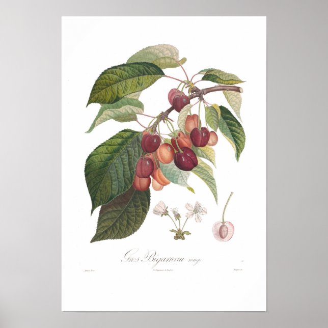 Poster Cerisier, Grand Coeur (Devant)