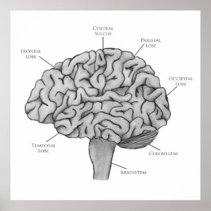 Poster Cerveau scientifique
