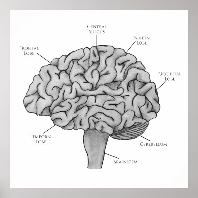 Poster Cerveau scientifique (Devant)