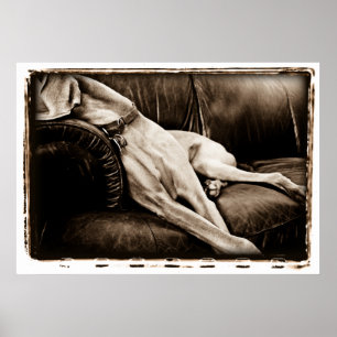 Poster Cervelet atomique : Succéder le divan