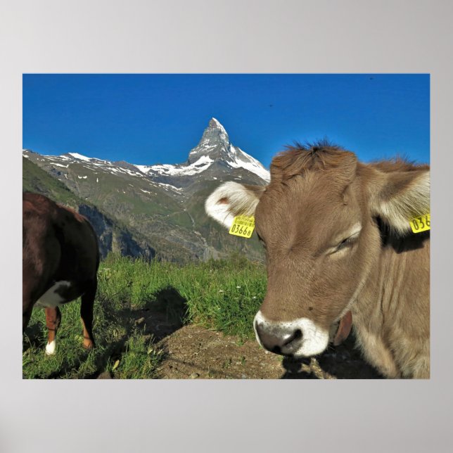 Poster Cervin et vache (Devant)