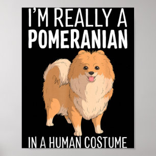 Poster C'est un costume humain Un chien Pomeranian Hallow