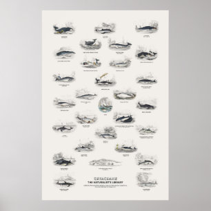 Poster Cétacés - Bibliothèque du naturaliste