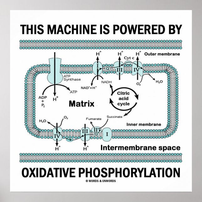 Poster Cette Machine Alimentée Par La Phosphylation Oxida (Devant)