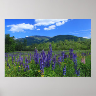 Poster Chaîne présidentielle du Mont Adams et Lupines