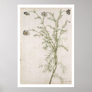 Poster Chamaemelum nobile Allioni, c.1568