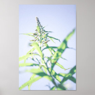 Poster Chamaenerion angustifolium Feuilles verts