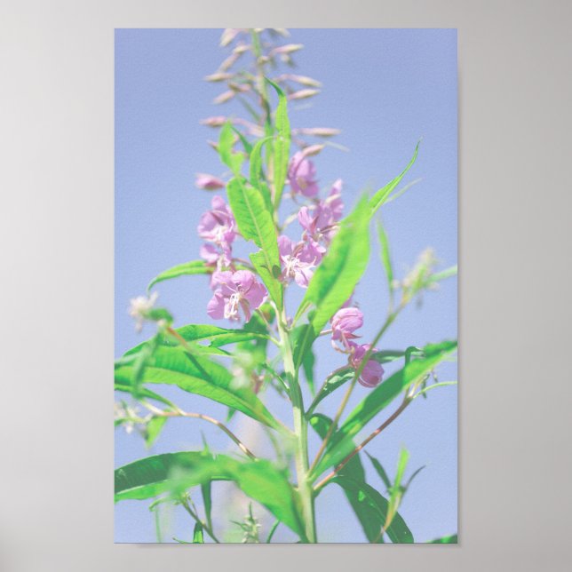 Poster Chamaenerion angustifolium Fleurs de mauvaises her (Devant)