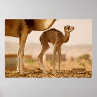 Chameau bébé