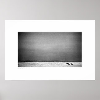 Poster Chameaux dans le désert de Jordanie (B&W)