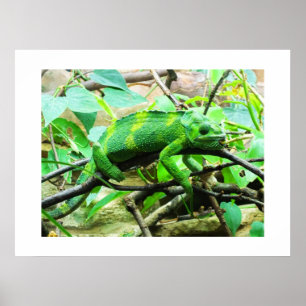 Poster Chameleon
