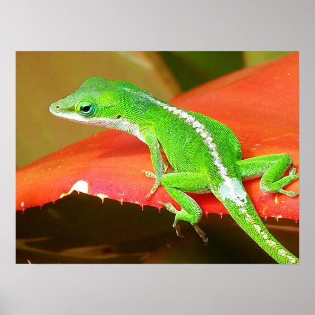 Poster Chameleon 1 (Devant)