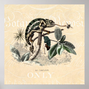 Poster Chameleon Lizard Retro Chameleons vintage 1800