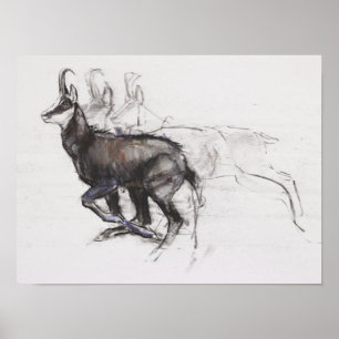Poster Chamois courant