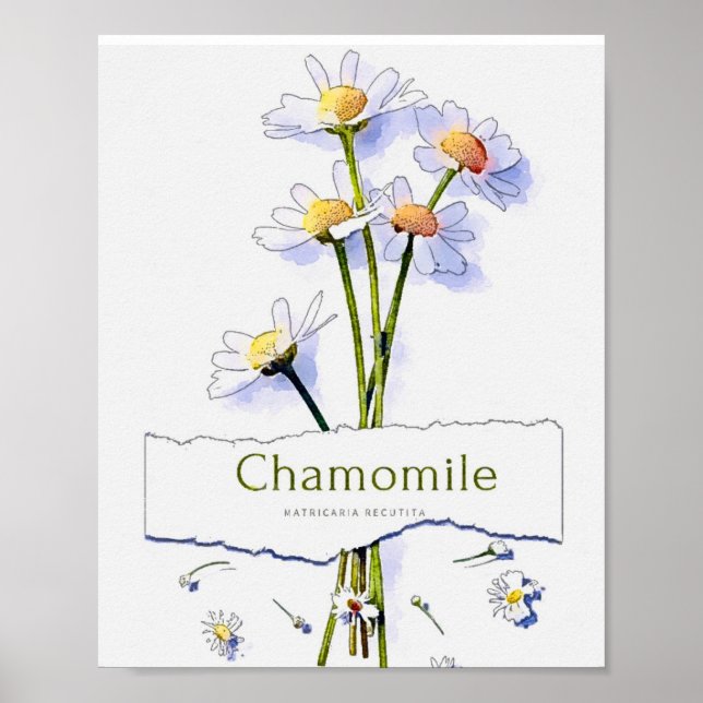 Poster Chamomille peinture vintage aquarelle (Devant)