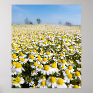 Poster Champ chamomile, Hongrie