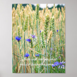 Poster Champ de blé avec des bleuets