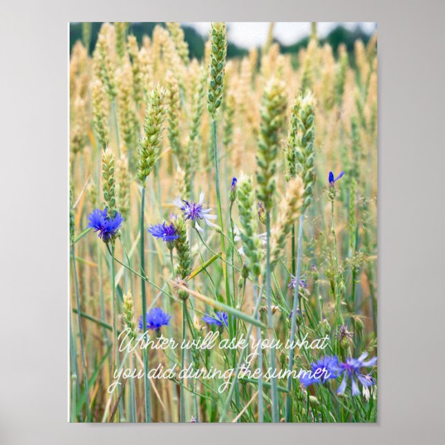 Poster Champ de blé avec des bleuets (Devant)
