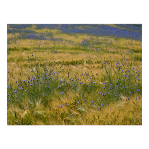 Poster Champ de Bleuet