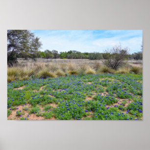 Poster Champ de Bluebonnet, Austin, Texas