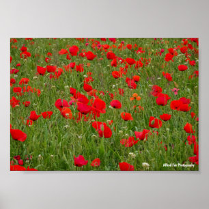 Poster Champ de coquelicots