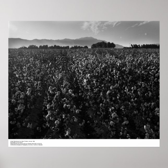 Poster Champ de coton, au soleil près de El Centro, 1966 (Devant)