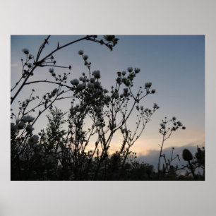 Poster Champ de coucher du soleil des fleurs sauvages