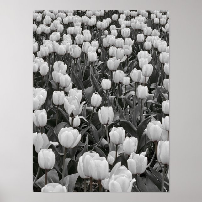 Poster Champ de fleurs noir et blanc (Devant)
