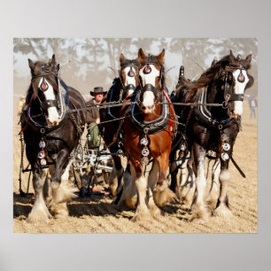 Poster Champ de labourage des chevaux