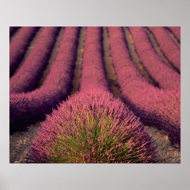 Poster Champ de lavande en Haute Provence, France 2 (Devant)