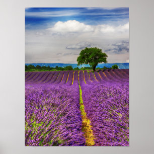 Poster Champ de lavande panoramique, France