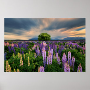 Poster Champ de lupin en Nouvelle Zélande