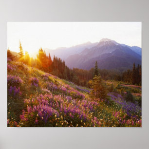 Poster Champ de lupin et montagnes Olympiques à