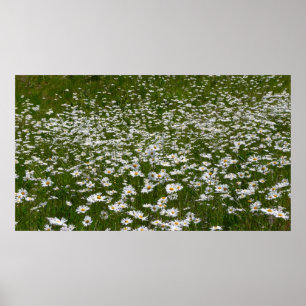 Poster Champ de marguerites Fleurs sauvages de l'Alaska