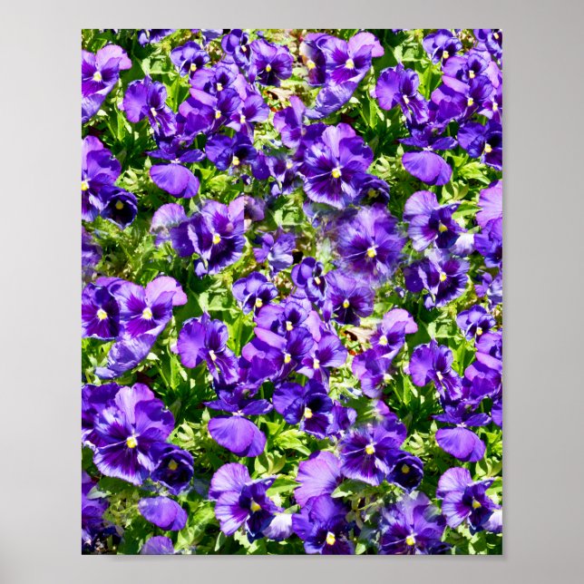 Poster Champ de Purple Pansy (Devant)
