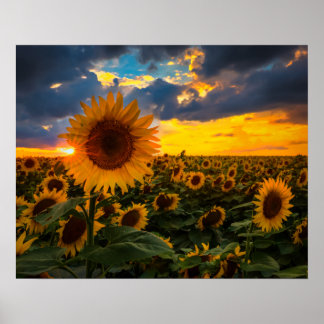 Poster Champ de tournesols