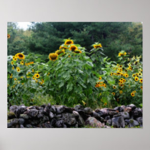 Poster Champ De Tournesols Effet Orton