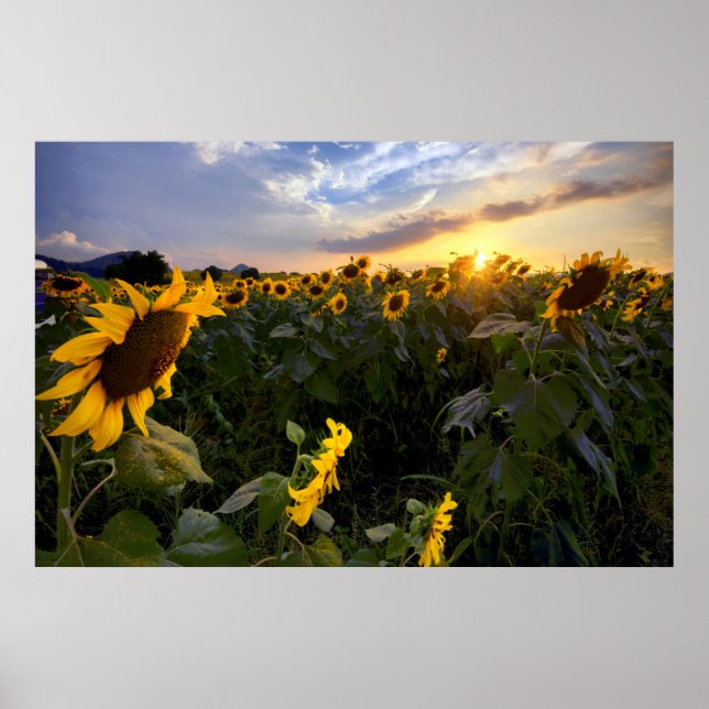 Poster Champ de tournesols en fleurs (Devant)