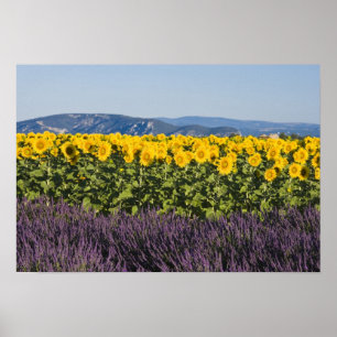 Poster Champ de tournesols et de fleurs de lavande,